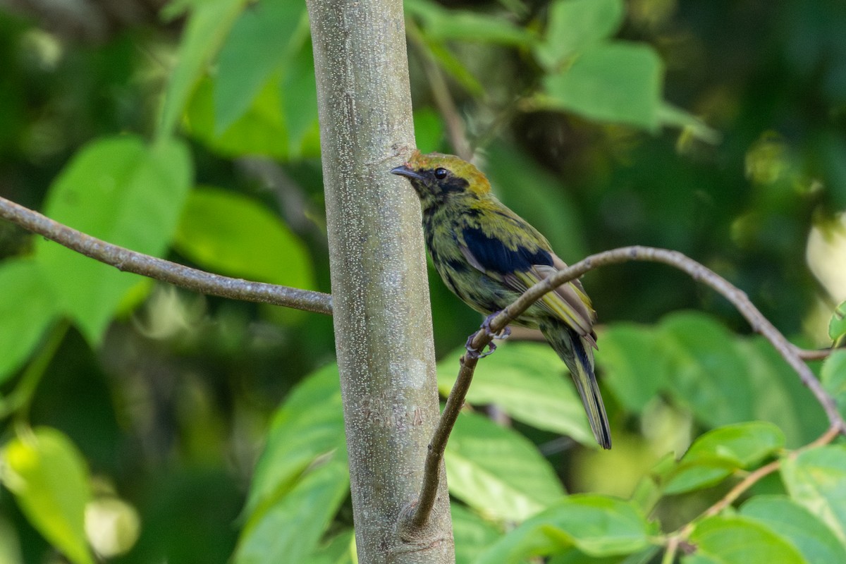 Manakin casqué - ML647842044