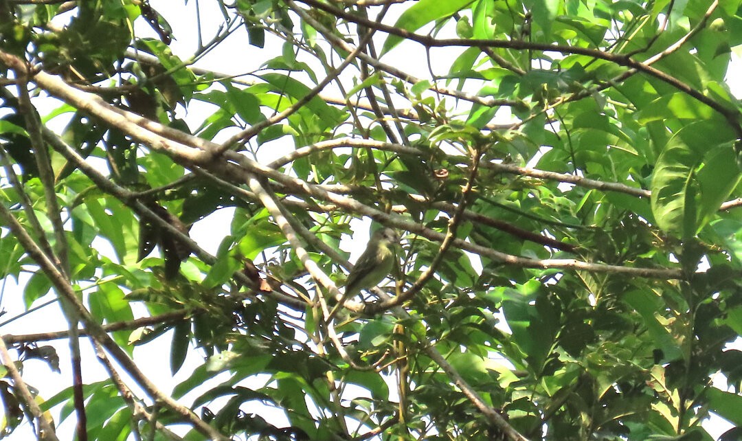 Tyranneau à petits pieds - ML647842045