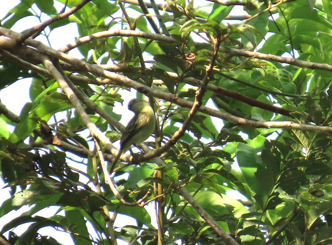 Tyranneau à petits pieds - ML647842046