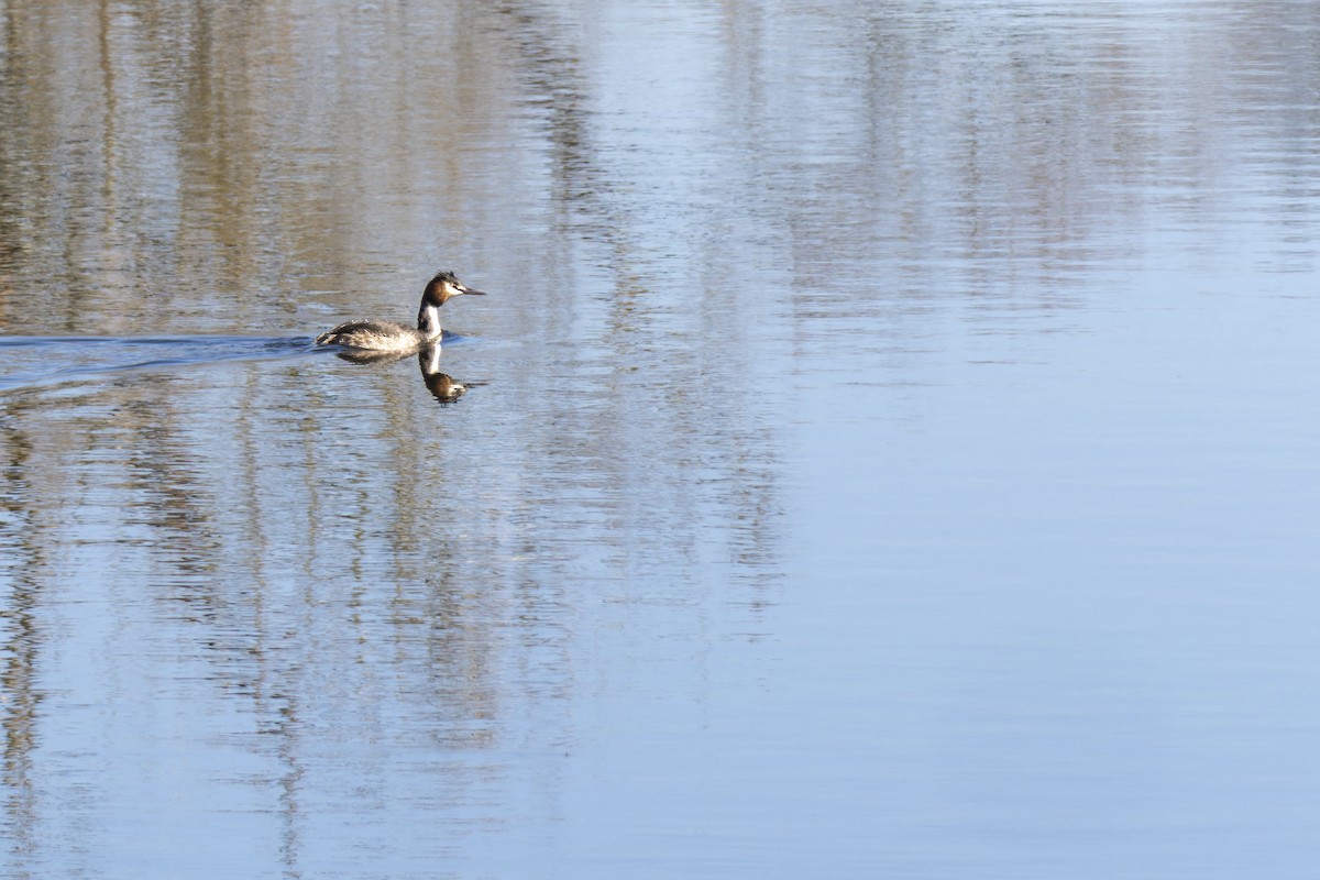 Foulque macroule - ML647842047