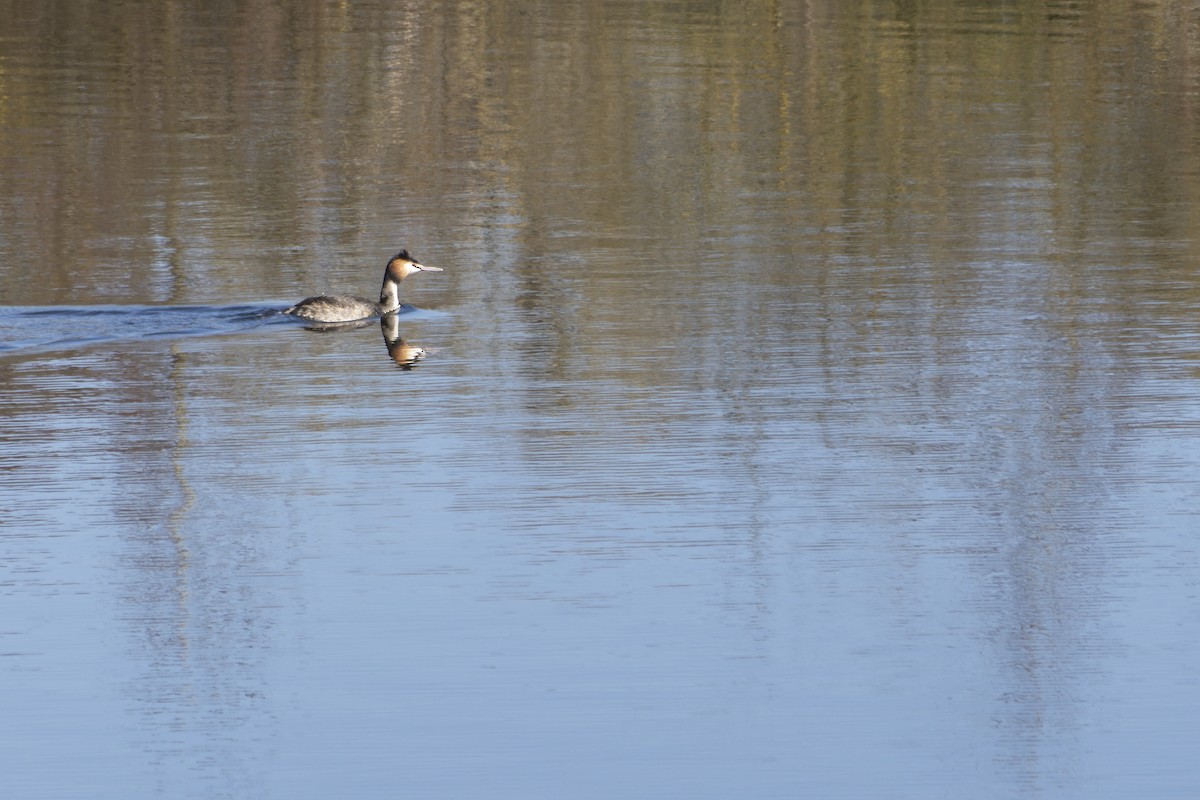 Grèbe huppé - ML647842048