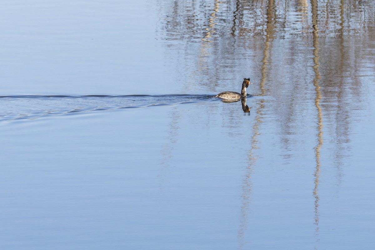 Grèbe huppé - ML647842049