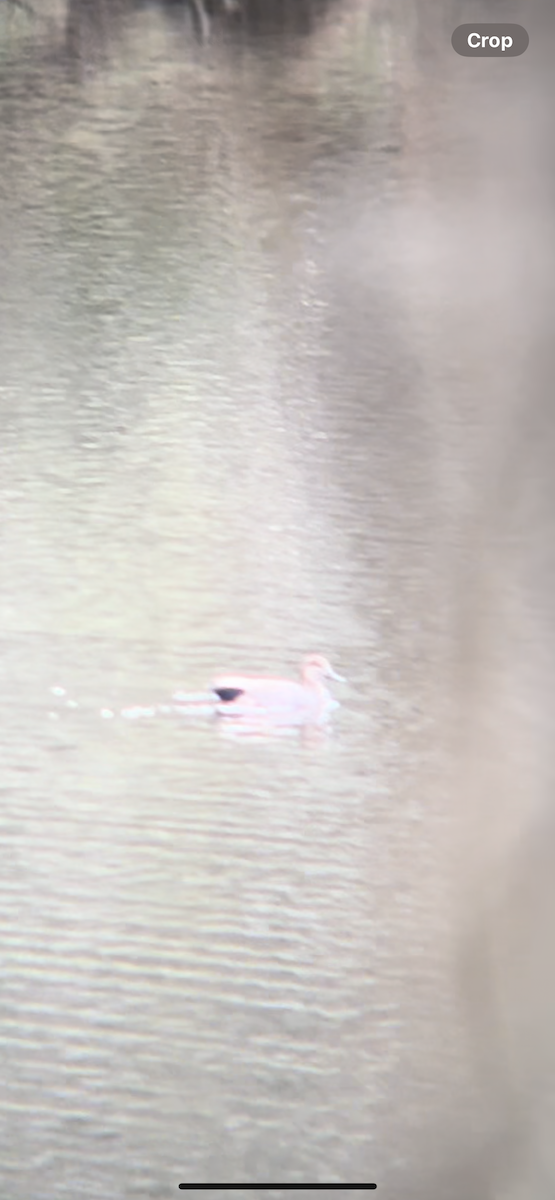 Серая утка - ML647842051