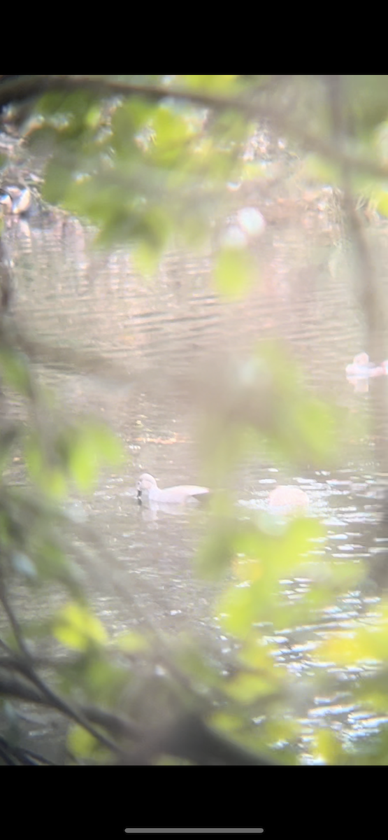 Серая утка - ML647842052