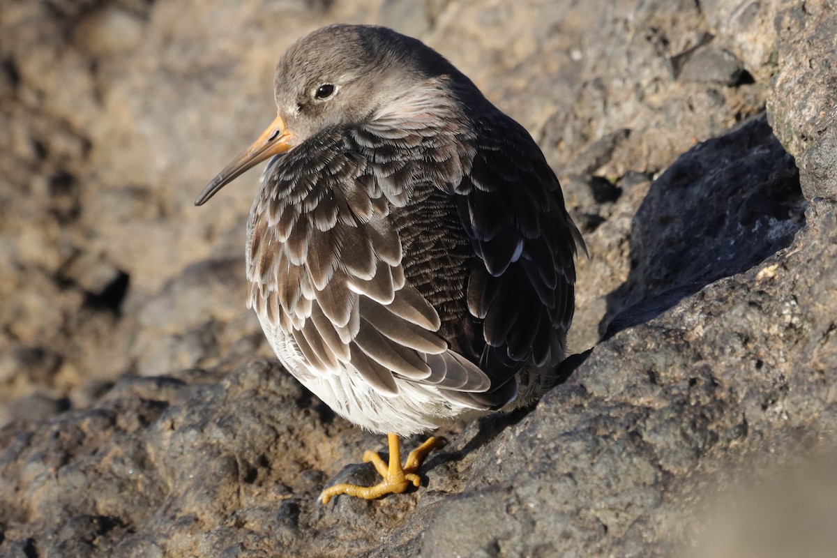 Bécasseau violet - ML647842053