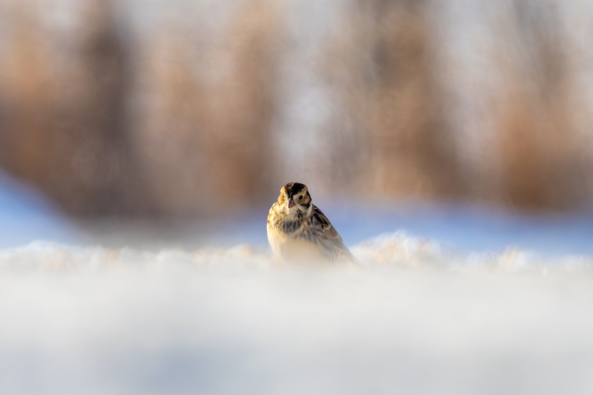 Plectrophane lapon - ML647842055