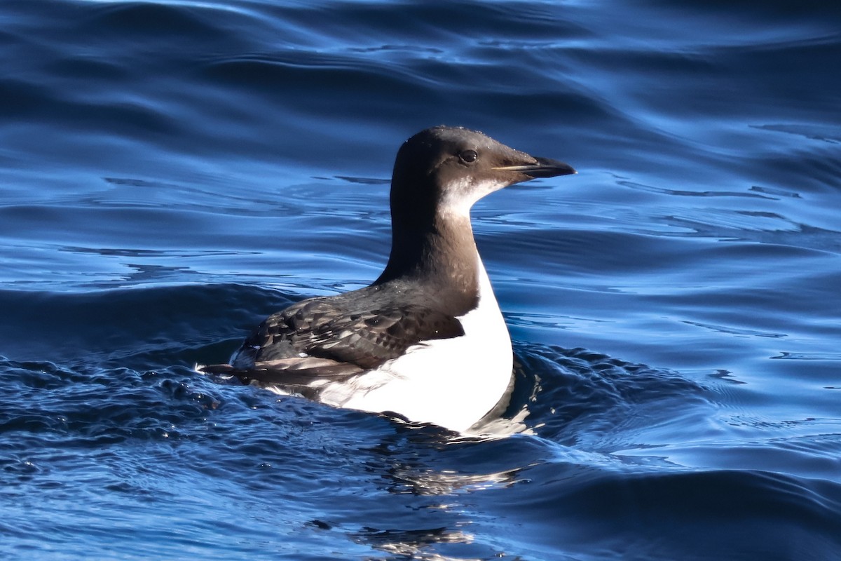 Guillemot de Brünnich - ML647842056