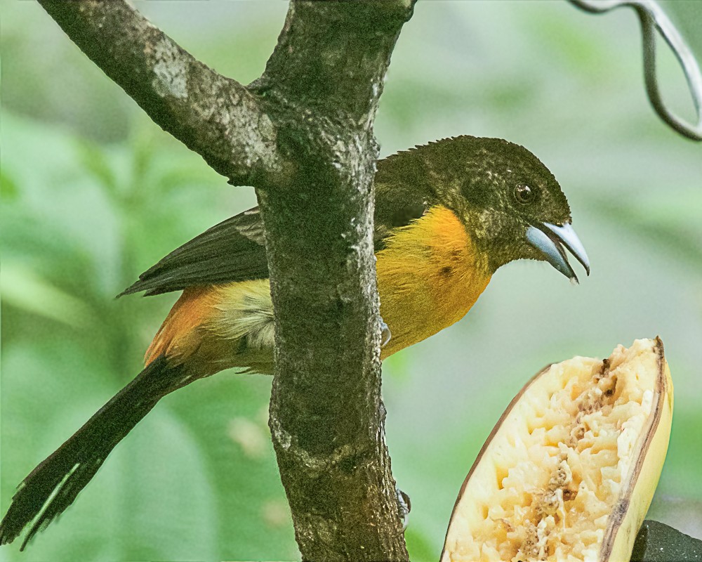 Tangara flamboyant - ML647842057