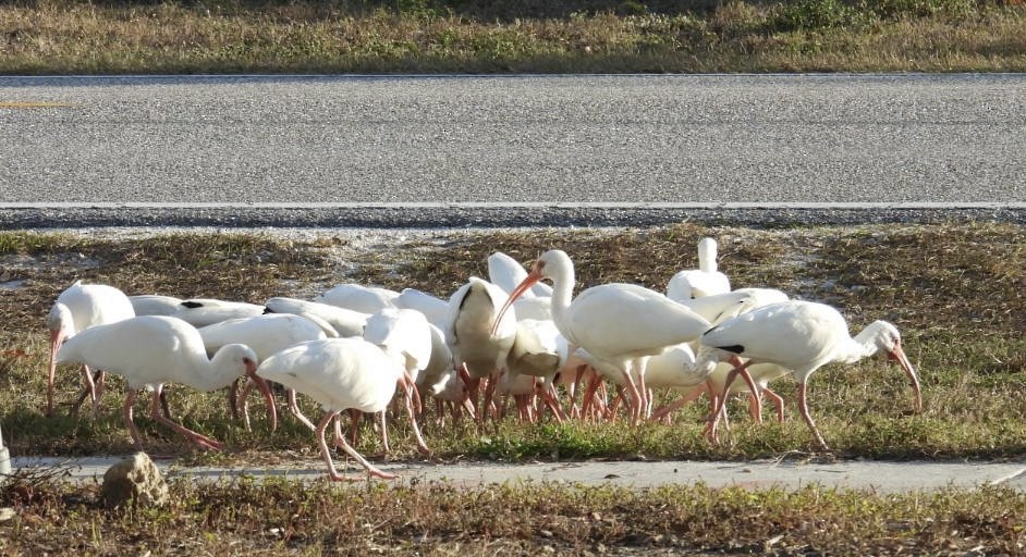 Ibis blanc - ML647842058