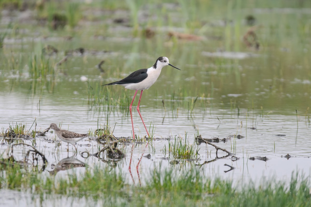 Échasse blanche - ML647842060