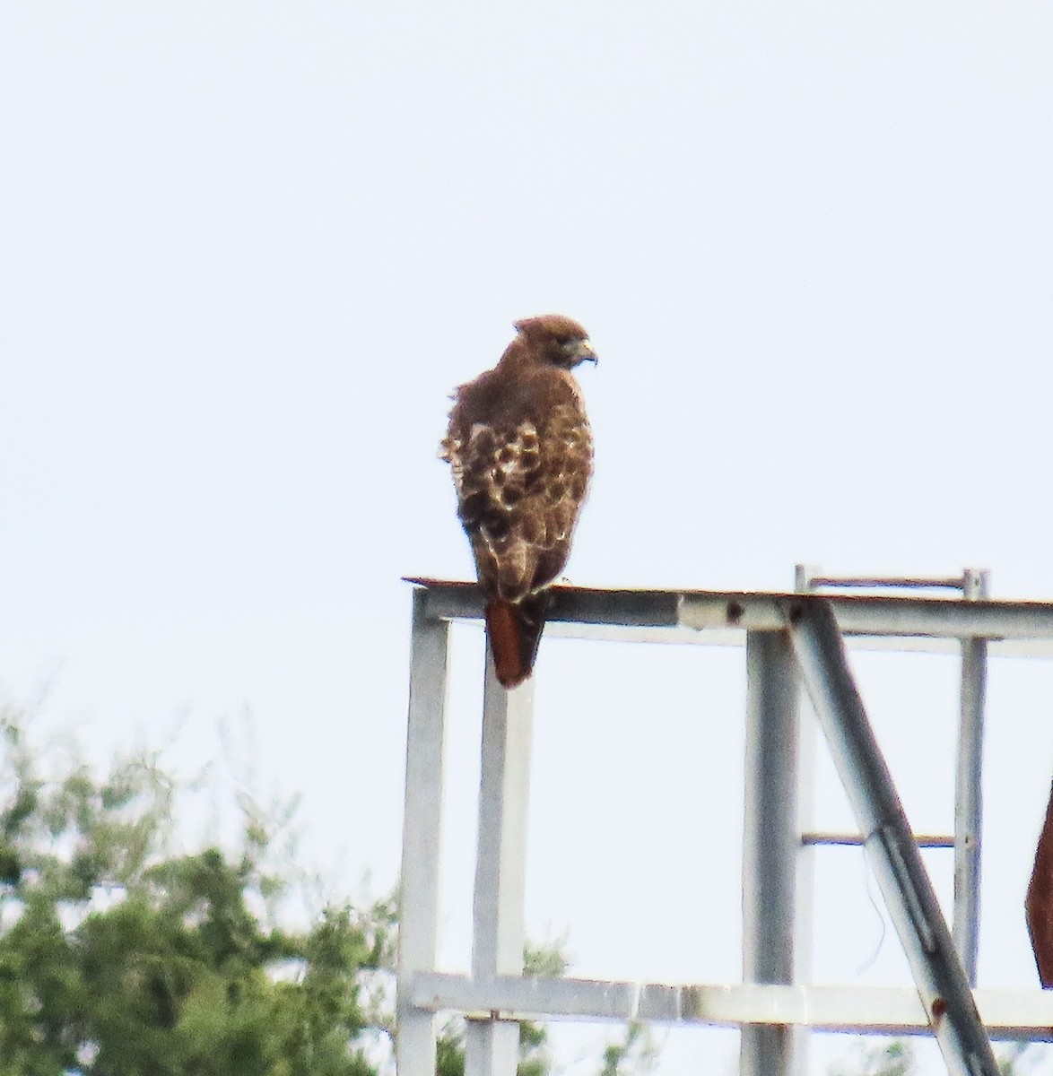 Buse à queue rousse - ML647842061