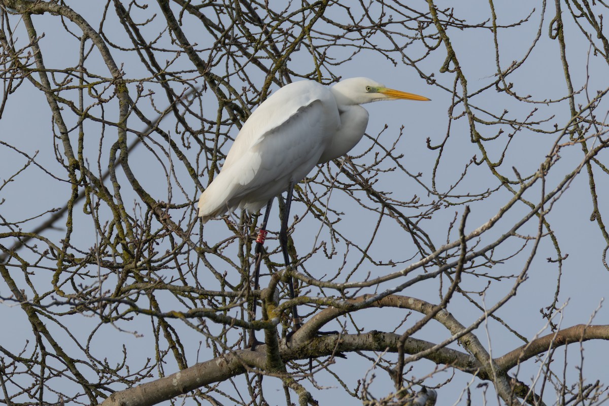 Grande Aigrette - ML647842065