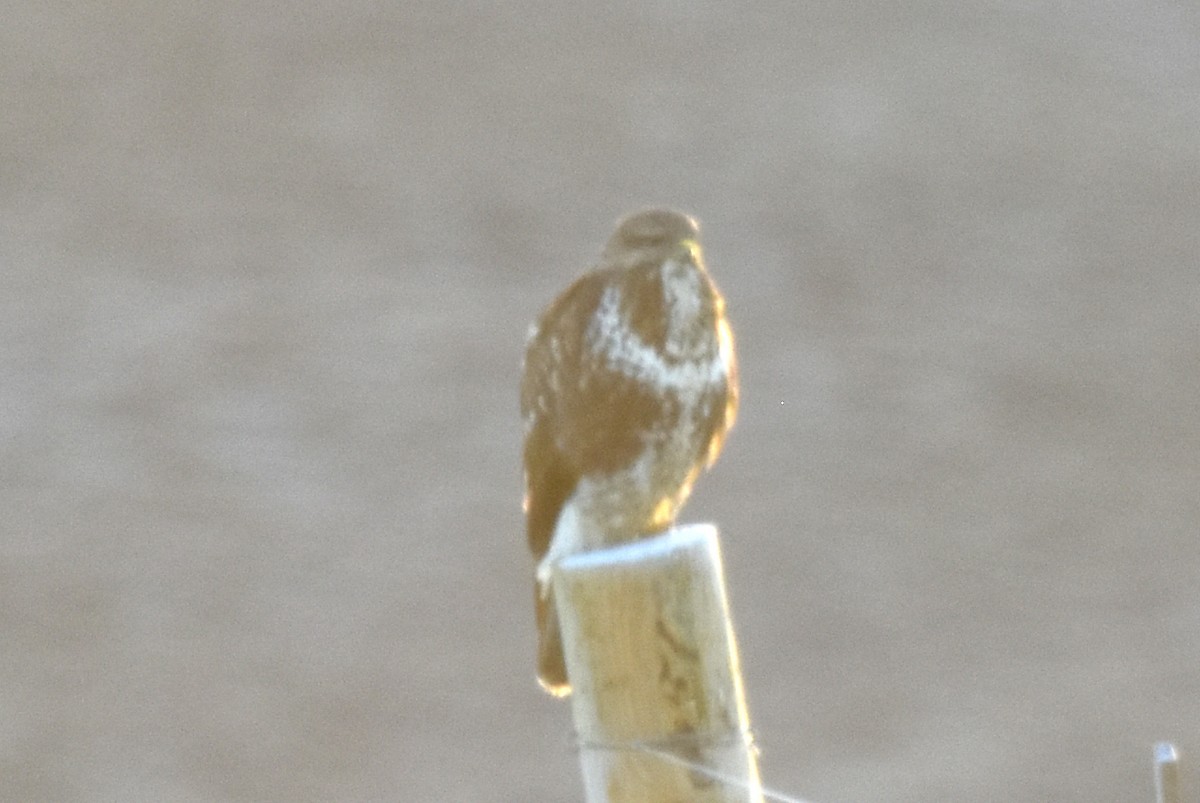 Buse variable - ML647842066