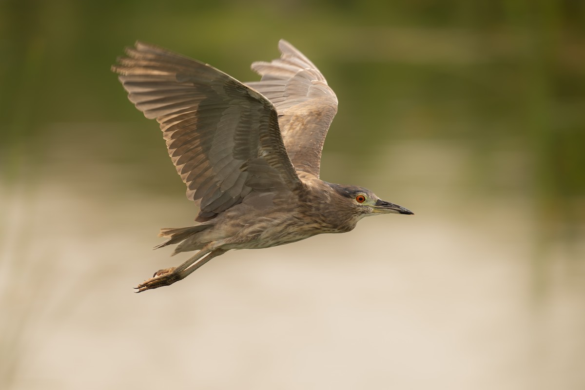 Bihoreau gris - ML647842082