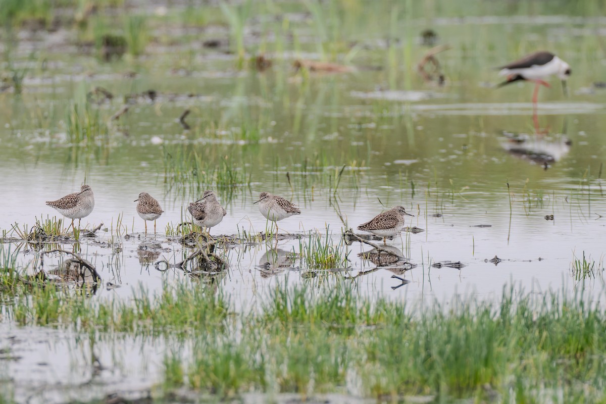Chevalier sylvain - ML647842083