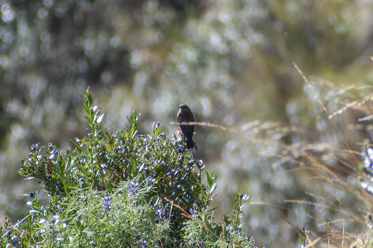 Pitajo à dos brun - ML647842084