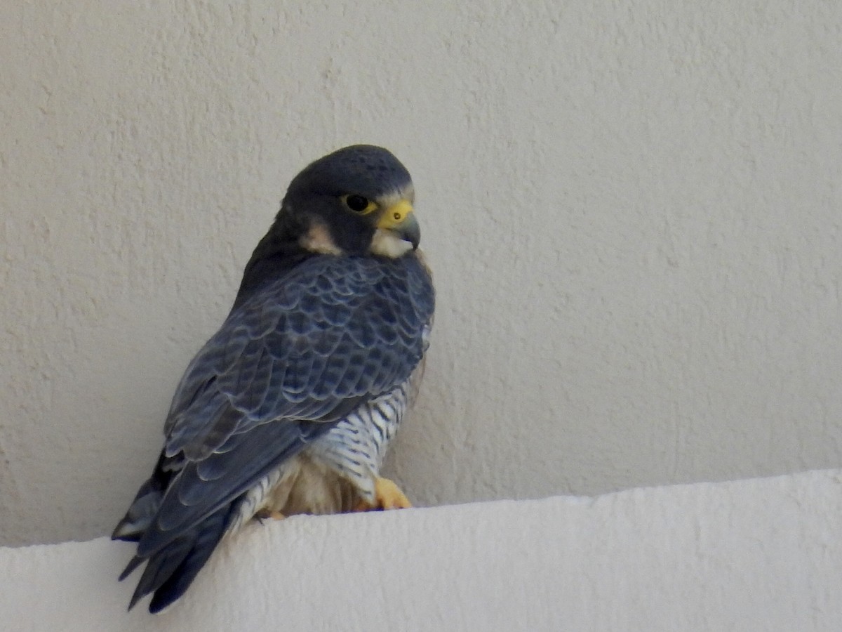 sokol stěhovavý - ML647842096