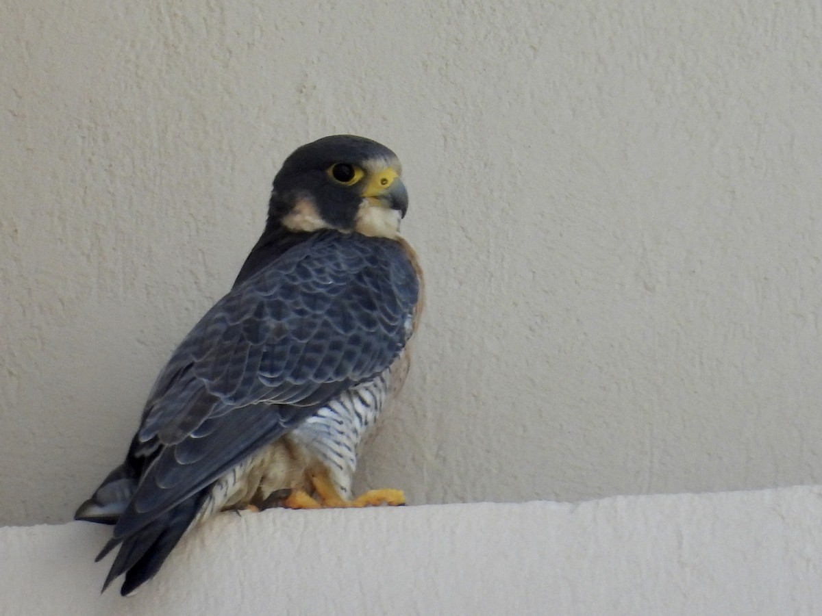 sokol stěhovavý - ML647842097