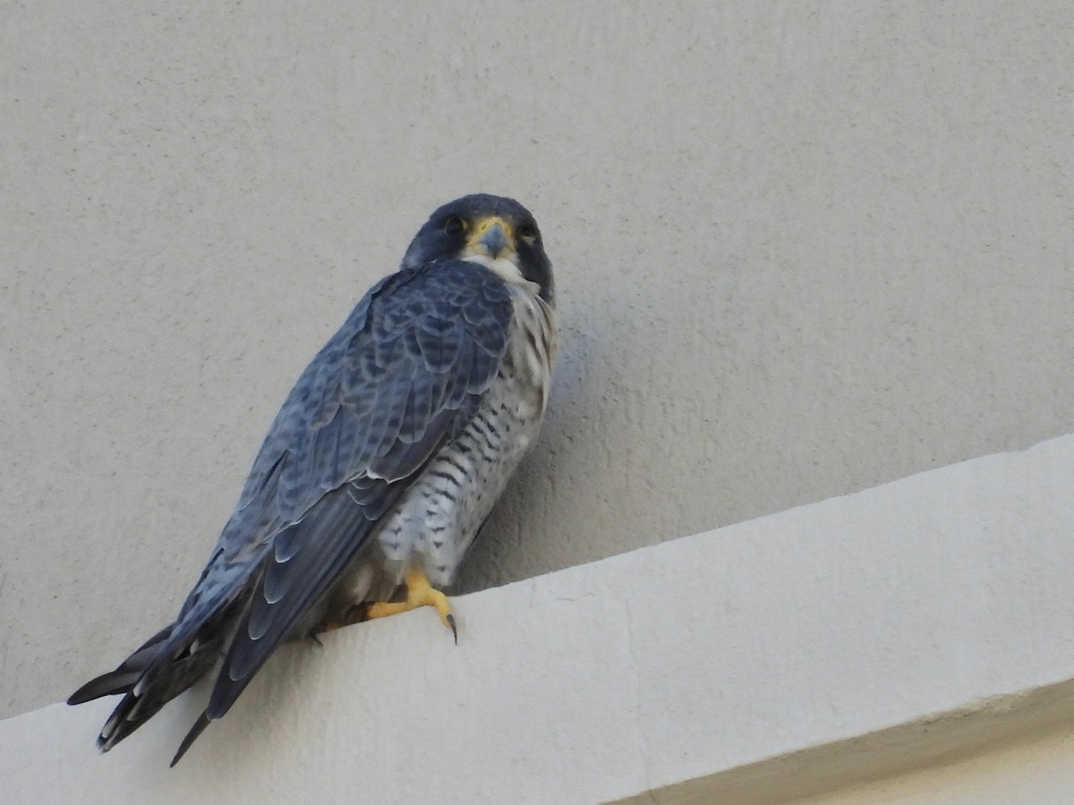 sokol stěhovavý - ML647842099