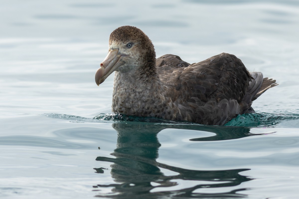 Petreltzar iluna - ML647842112