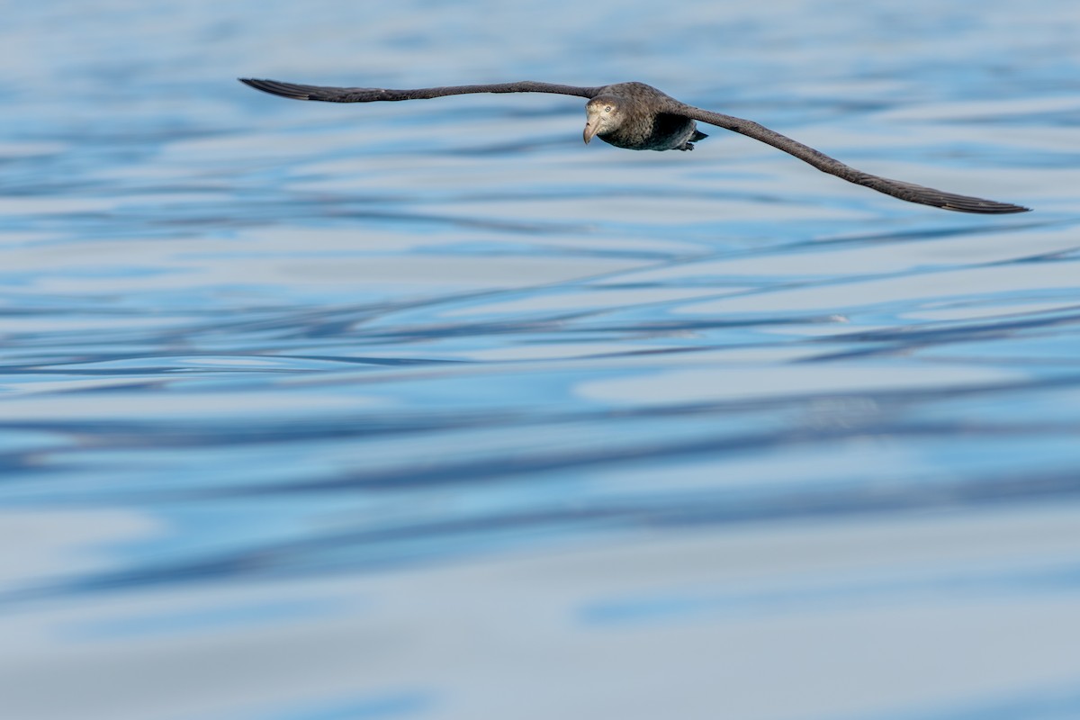 Petreltzar iluna - ML647842114