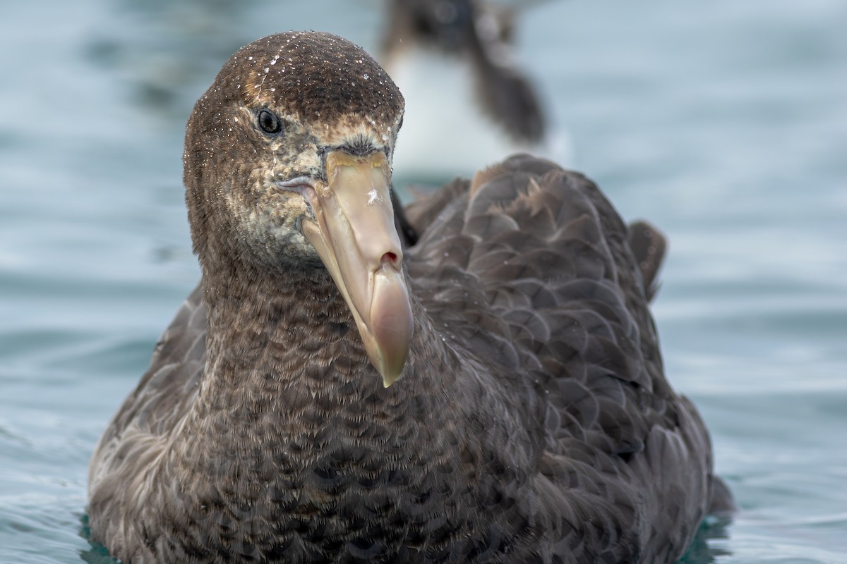 Petreltzar iluna - ML647842115