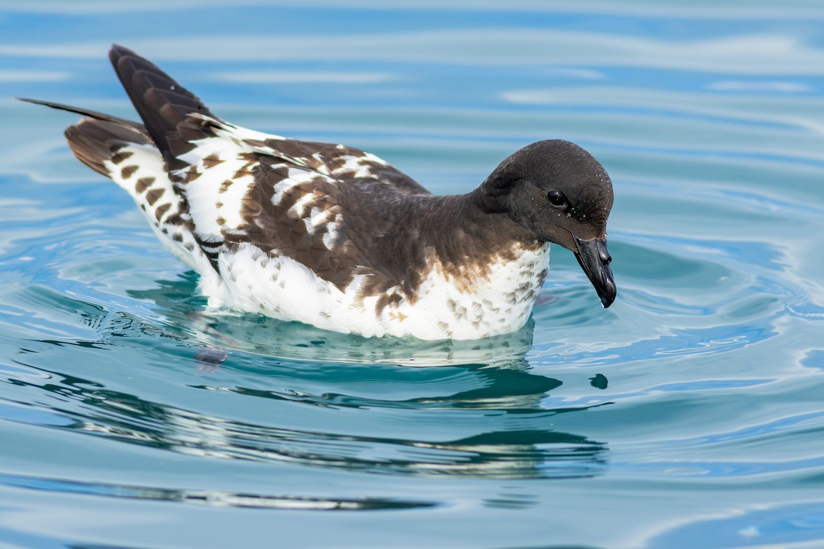 Petrel pintoa - ML647842123