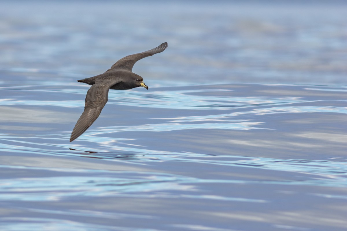 Westlango petrel beltza - ML647842141