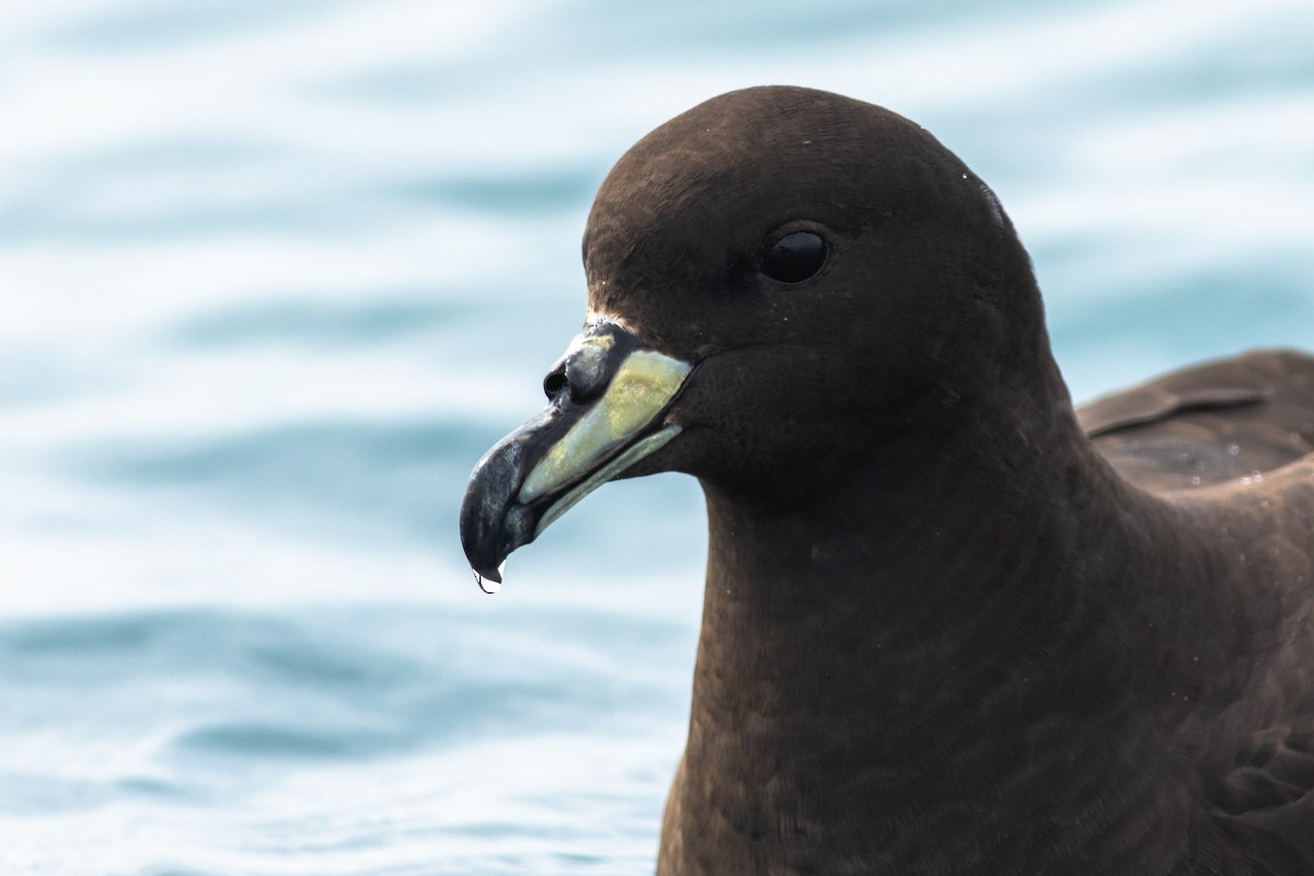 Westlango petrel beltza - ML647842142