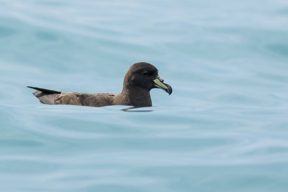 Westlango petrel beltza - ML647842143