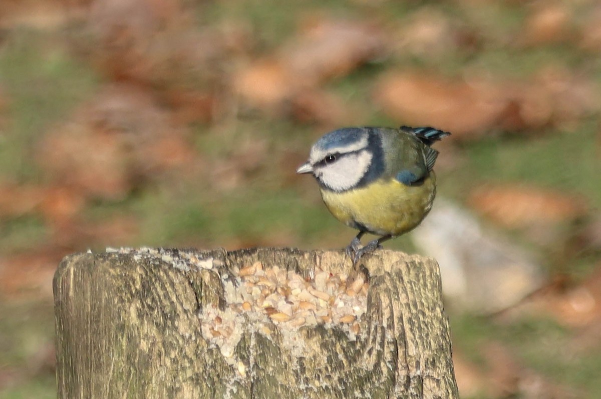 Eurasian Blue Tit - ML647842154