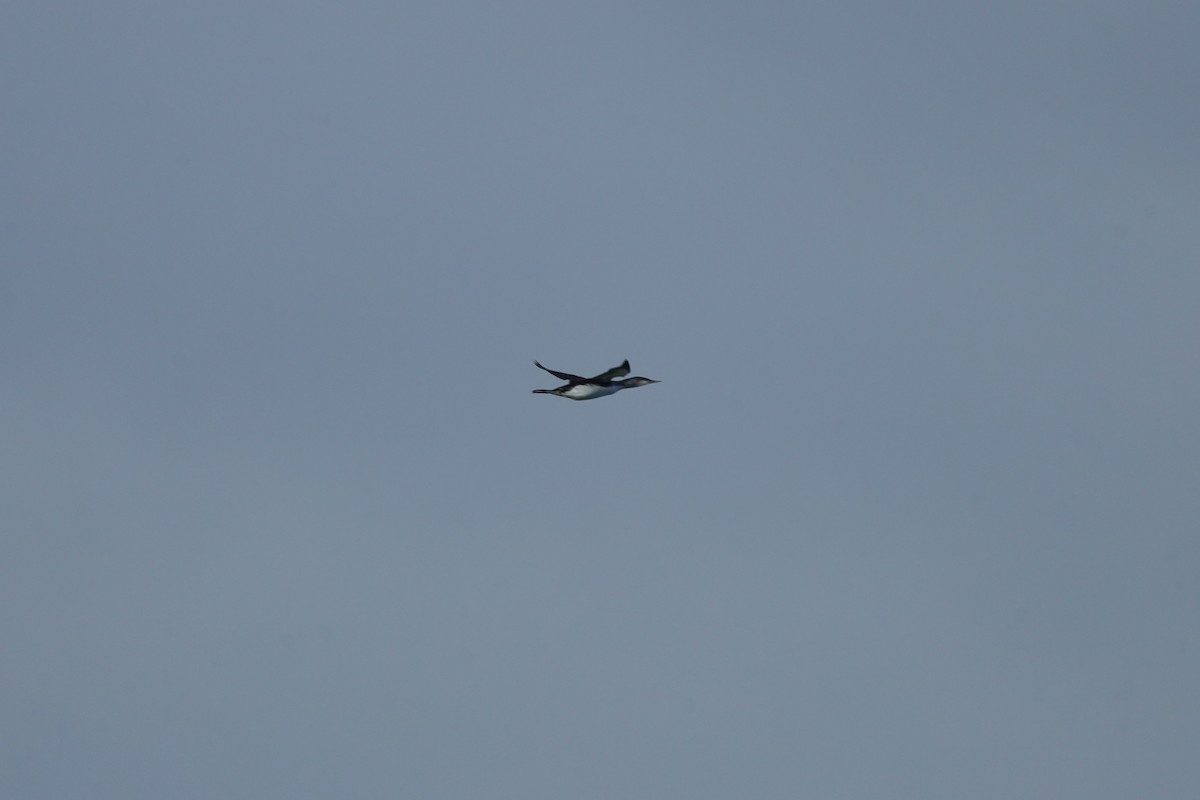 צוללן אדום-גרון - ML647842169