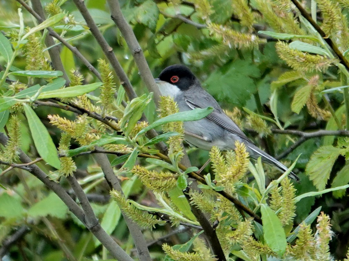 Txinbo burubeltza - ML647842200