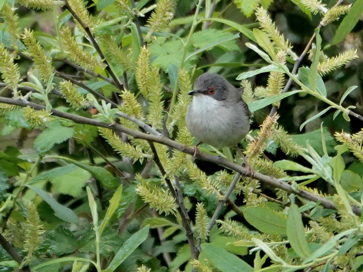 Txinbo burubeltza - ML647842201