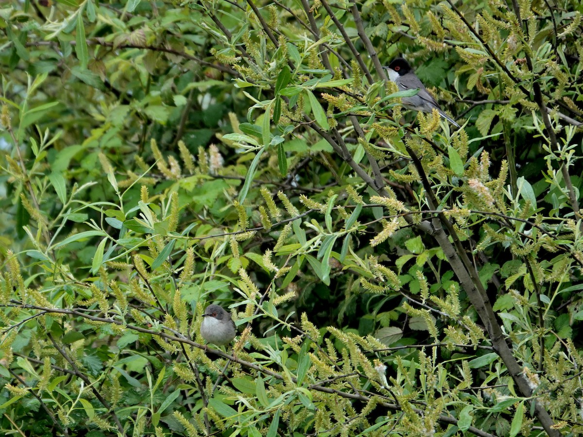 Txinbo burubeltza - ML647842202