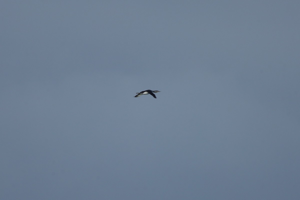 צוללן אדום-גרון - ML647842205