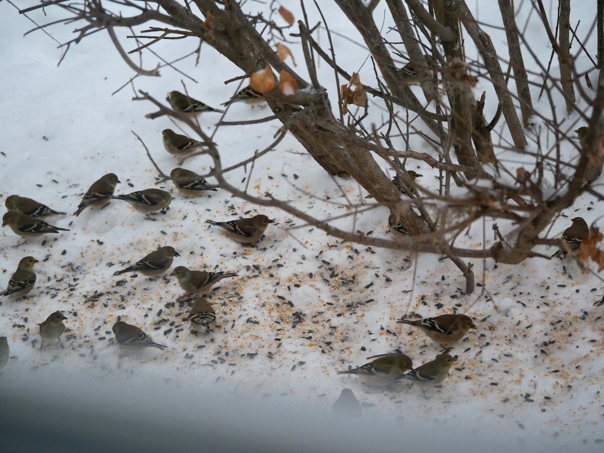 gulstillits - ML647842215