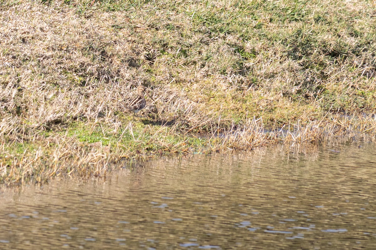 Wilson's Snipe - ML647842217