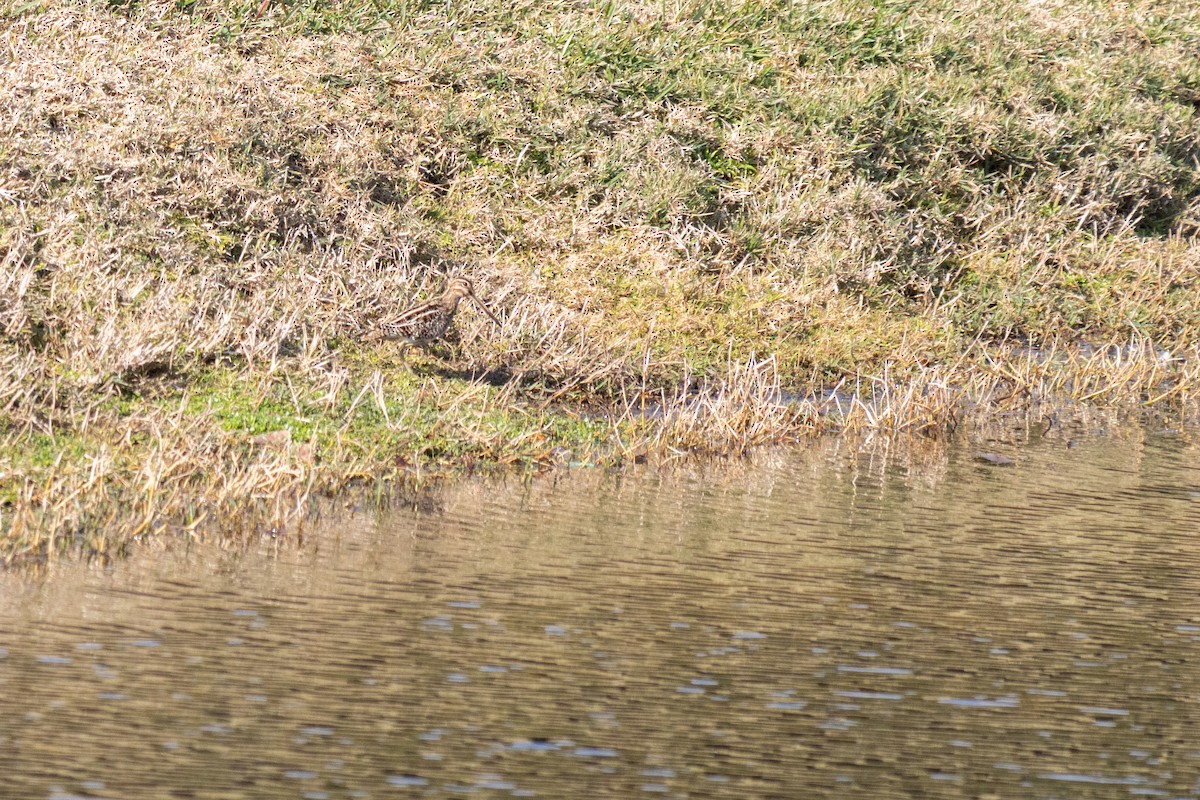 Wilson's Snipe - ML647842219
