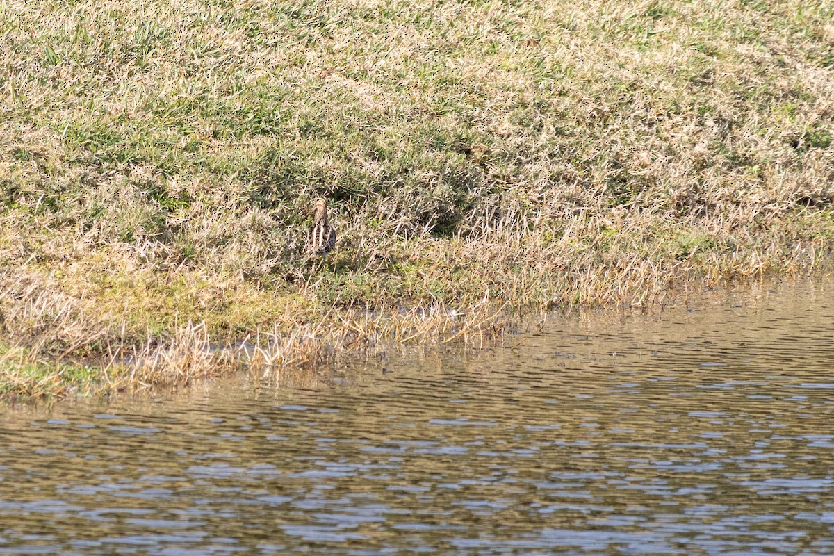 Wilson's Snipe - ML647842220