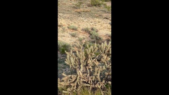 Kaktuszaunkönig [brunneicapillus-Gruppe] - ML647842224