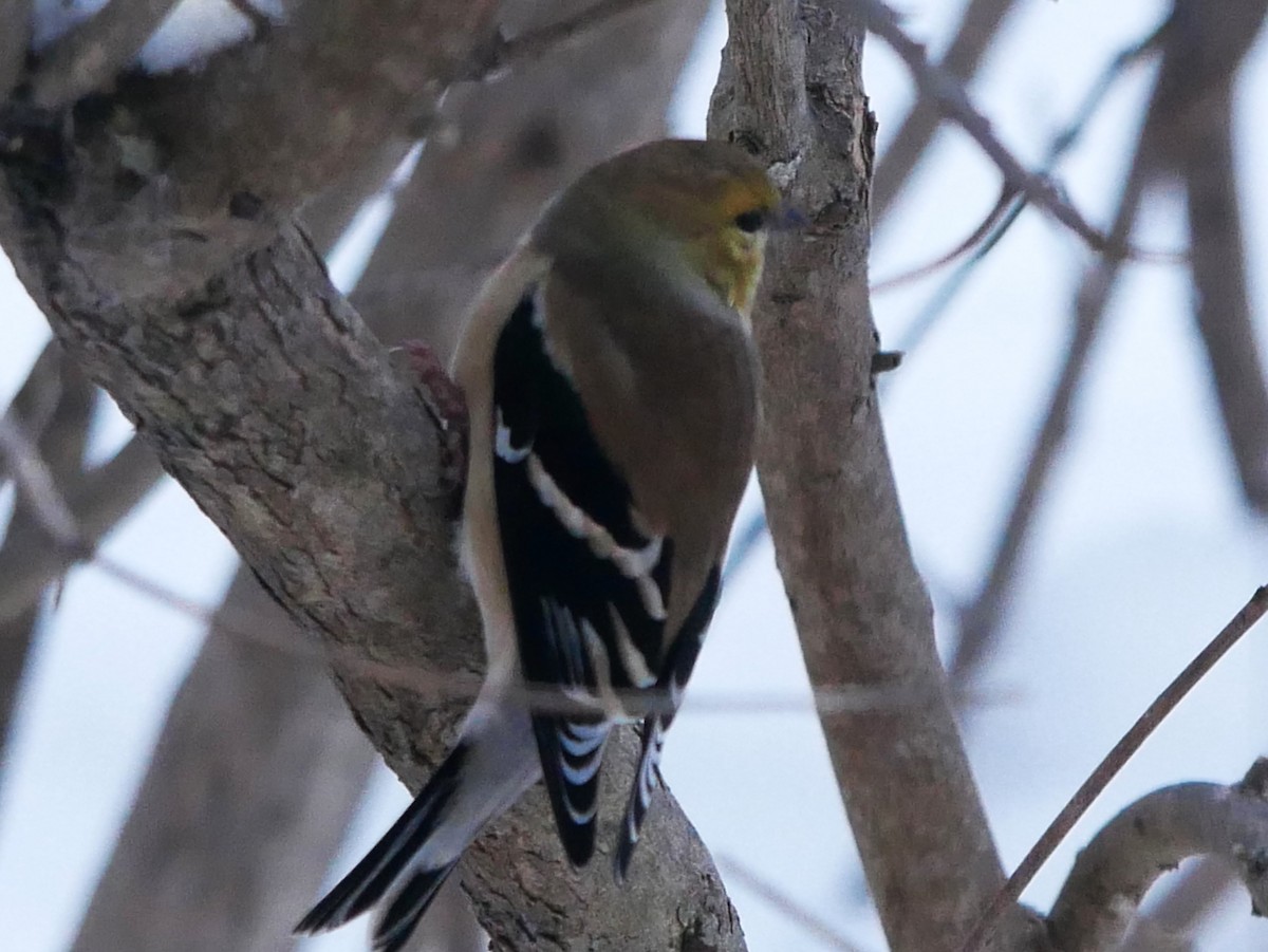 gulstillits - ML647842228