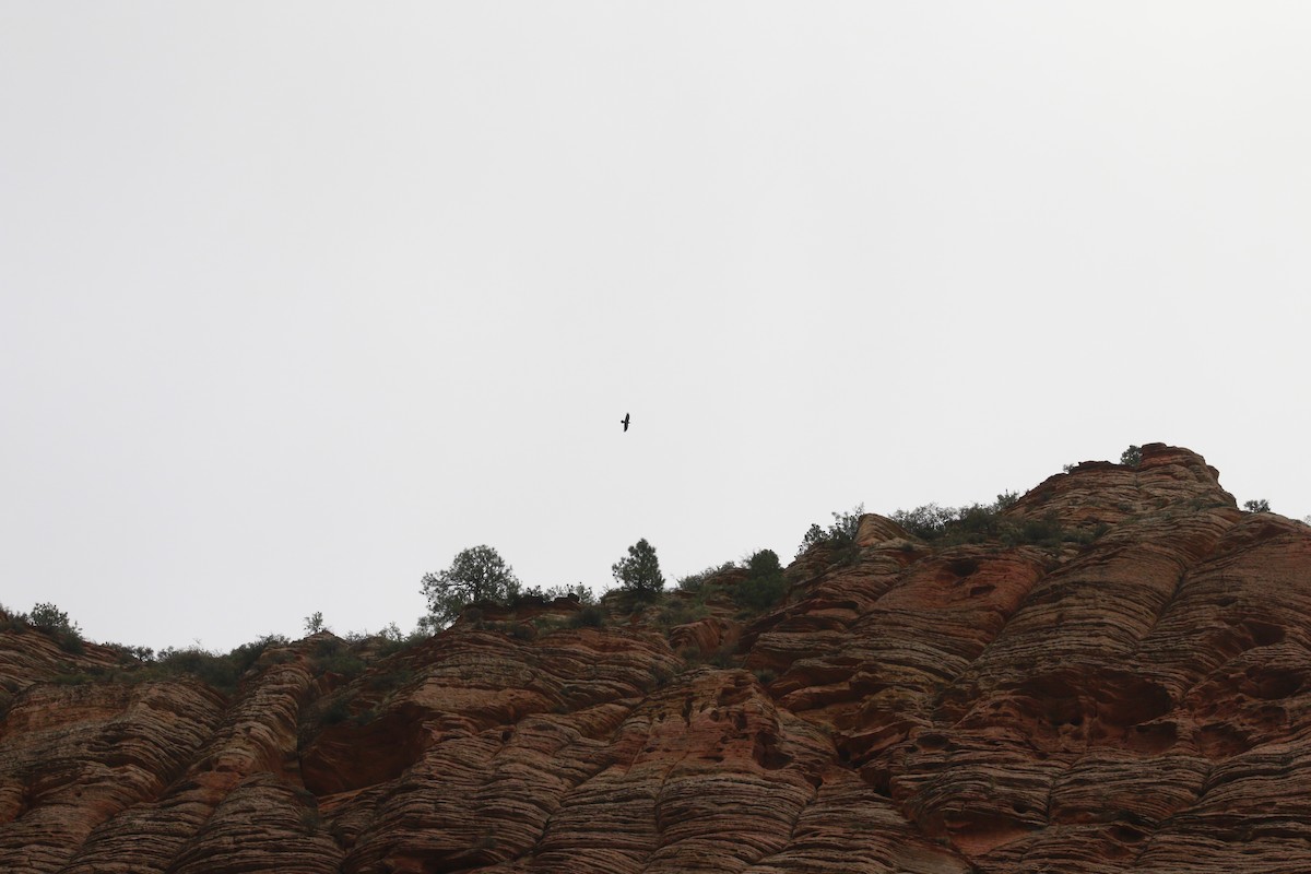 Corvo imperiale - ML647842250