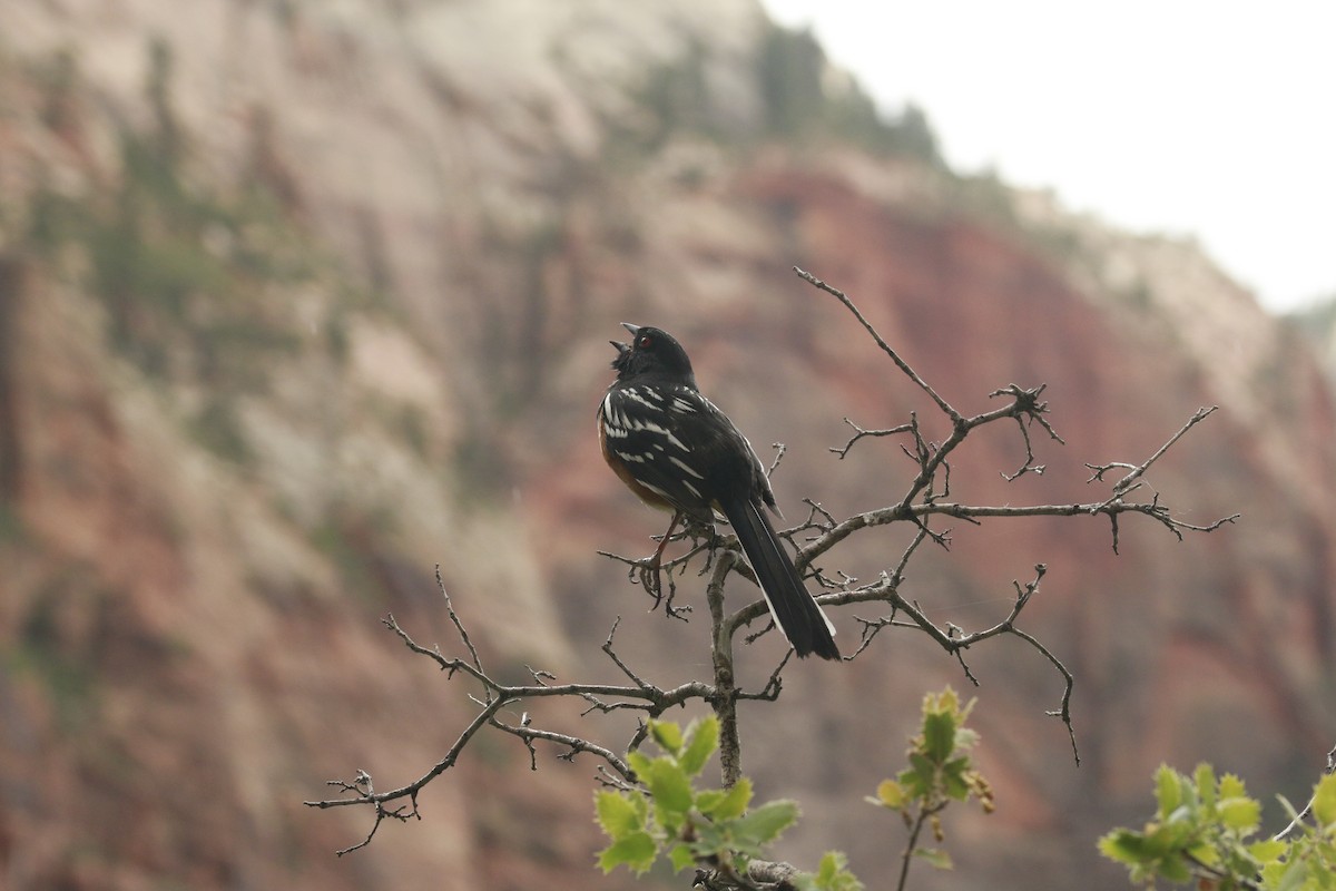 Spotted Towhee (maculatus Group) - ML647842251