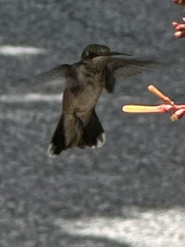 Рубиновогорлый колибри - ML647842254