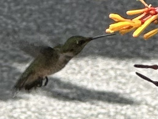 Рубиновогорлый колибри - ML647842255