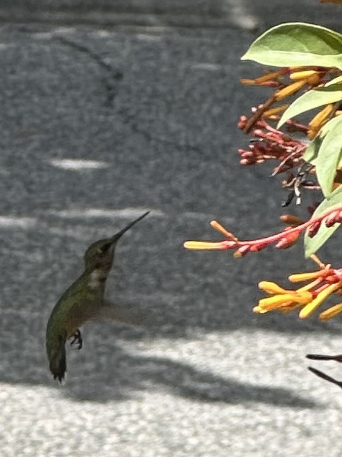 Рубиновогорлый колибри - ML647842256