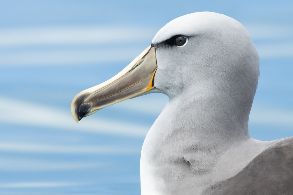 サルビンアホウドリ - ML647842257