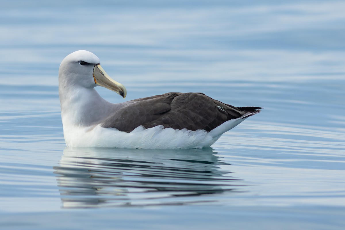 サルビンアホウドリ - ML647842258