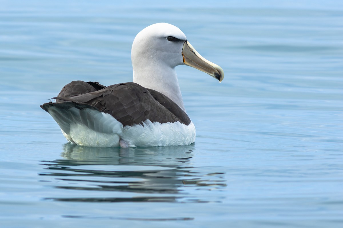 サルビンアホウドリ - ML647842260